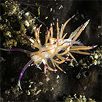 Unidentia sp. C